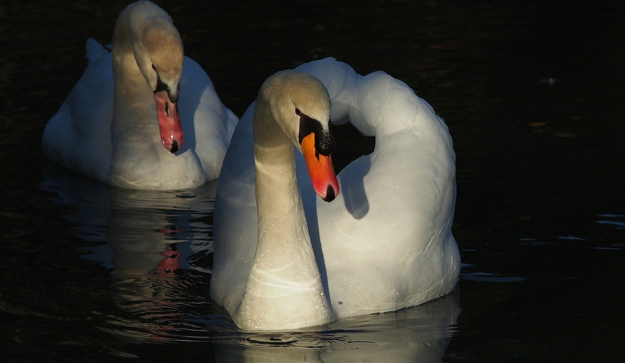 swans animals bird free photo