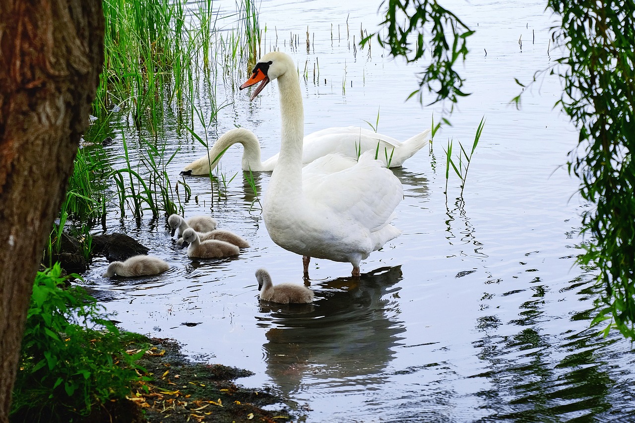 swans chicks water free photo