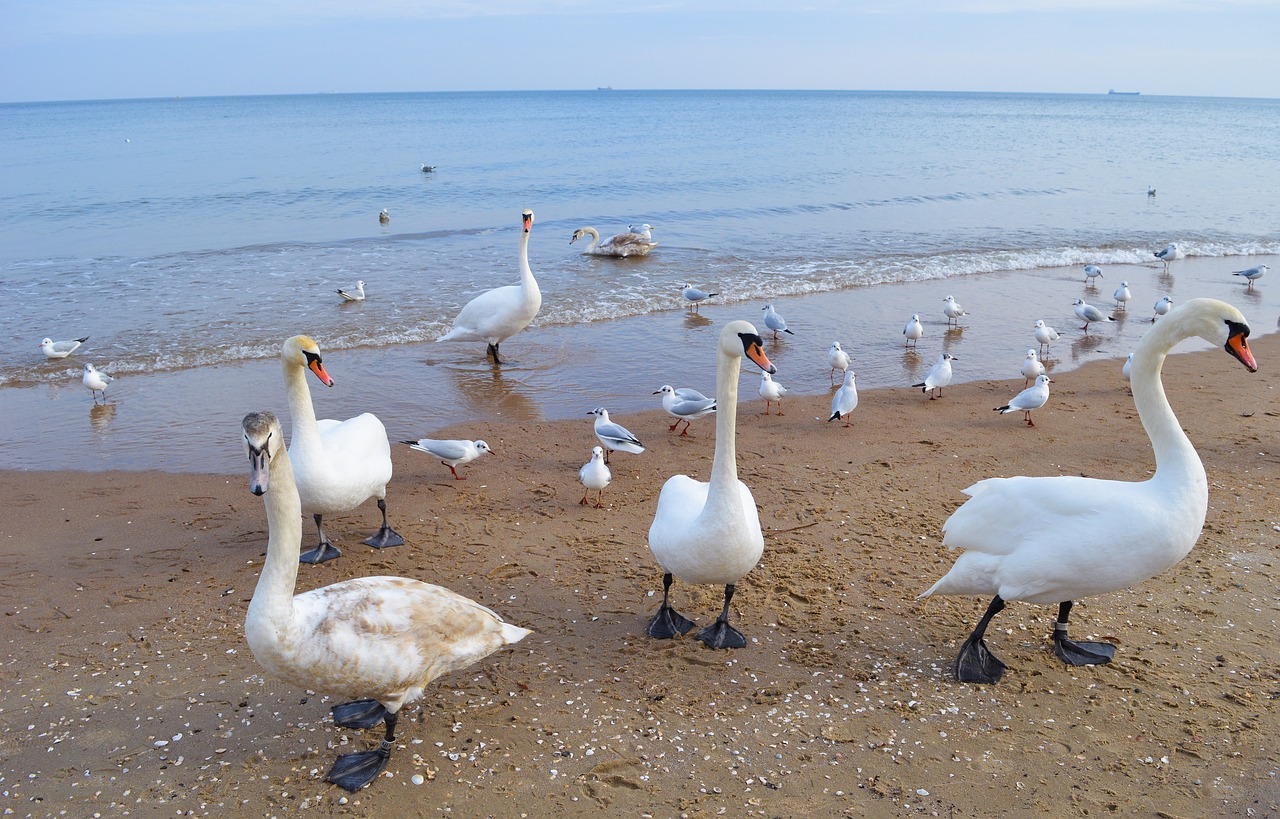 swans sea water free photo