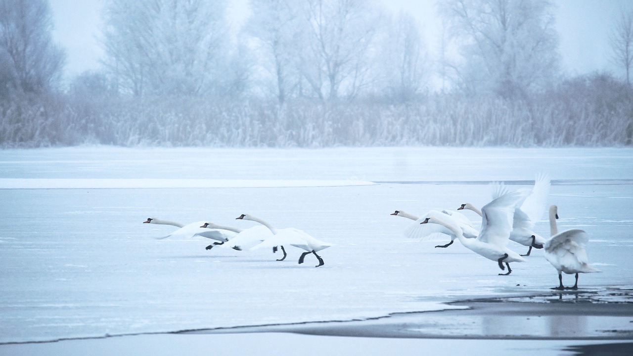swans winter lake free photo