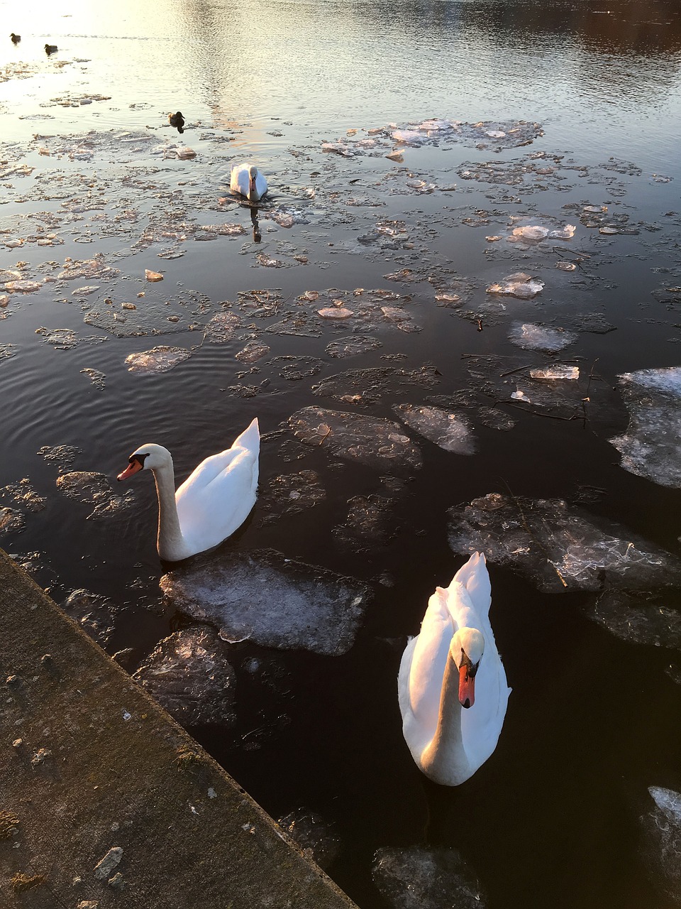 swans river main free photo