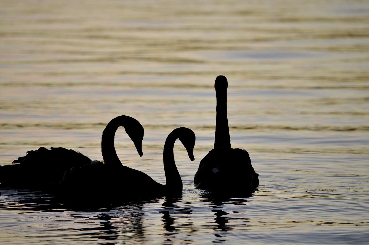 swans silhouettes birds free photo