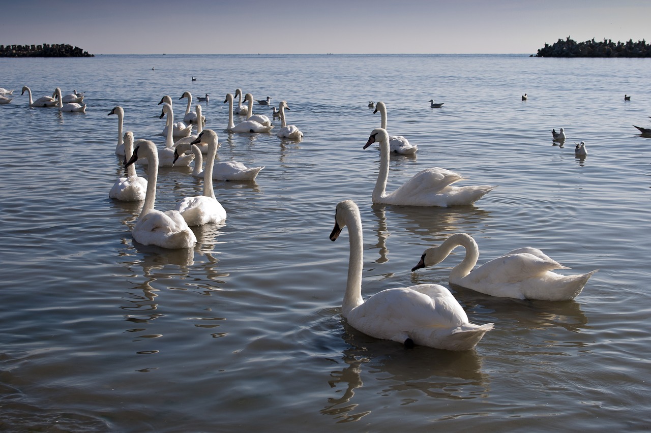 swans black sea sea free photo