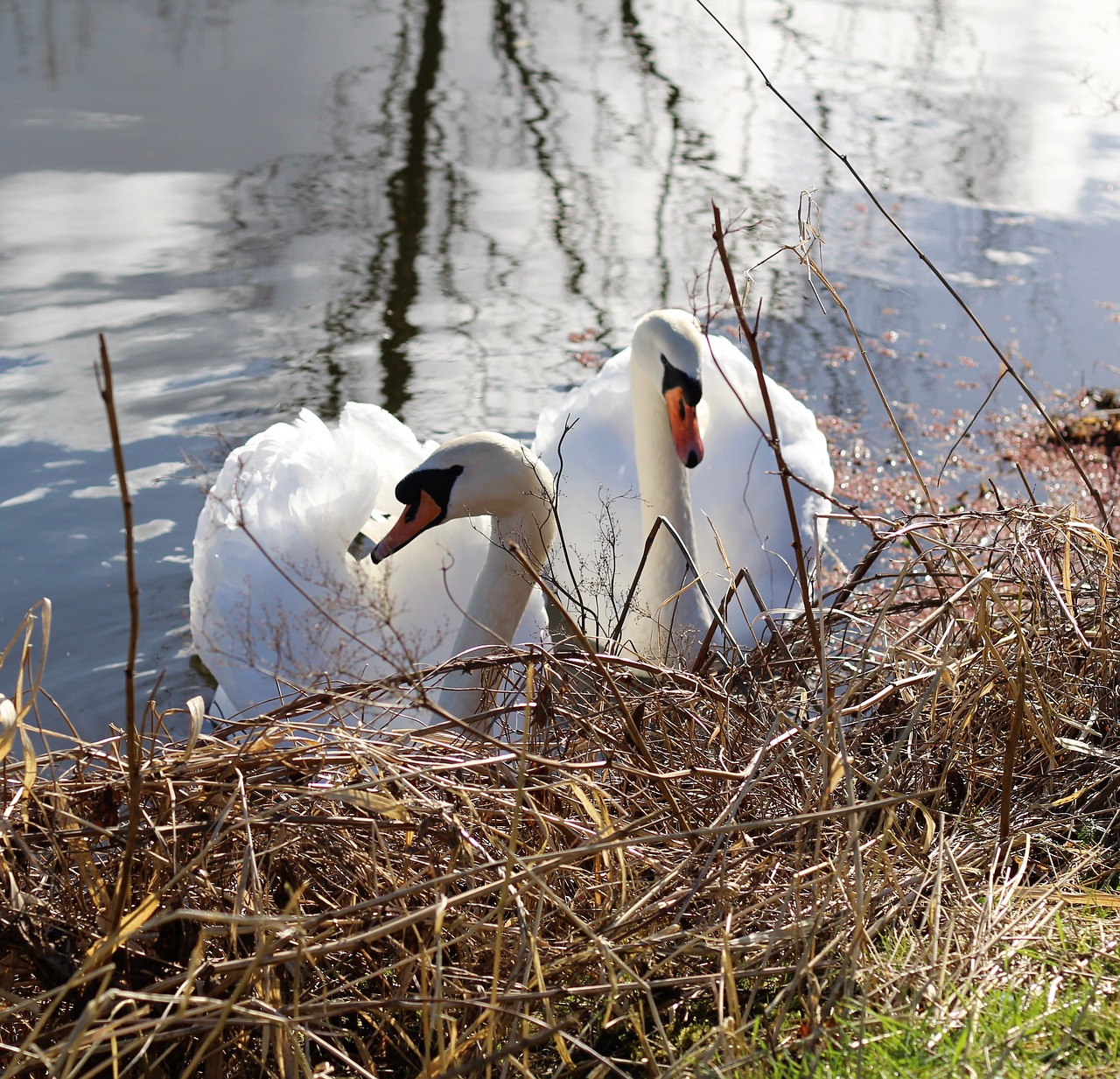 swans birds canal free photo