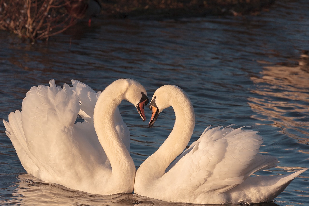 swans pair male free photo