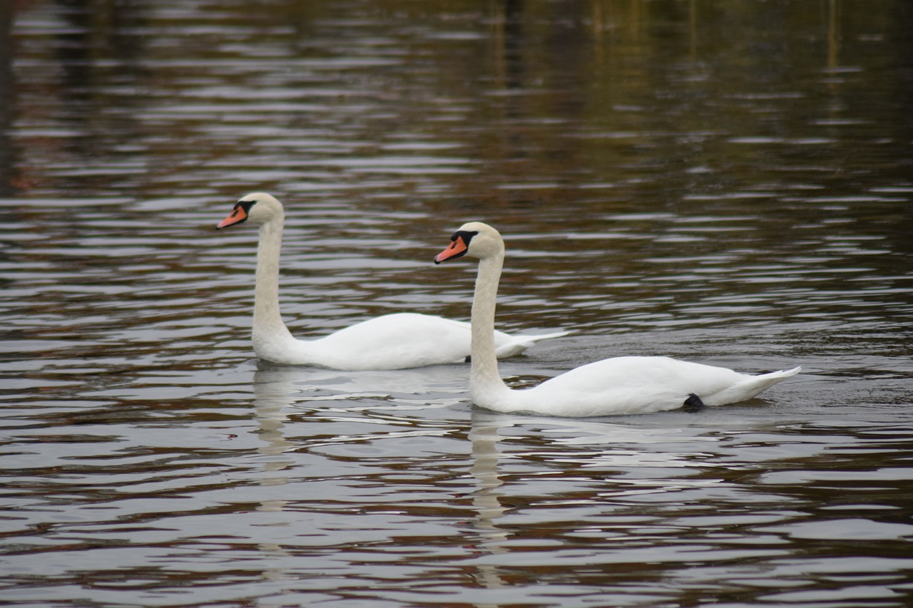 swans svanpar vänern free photo