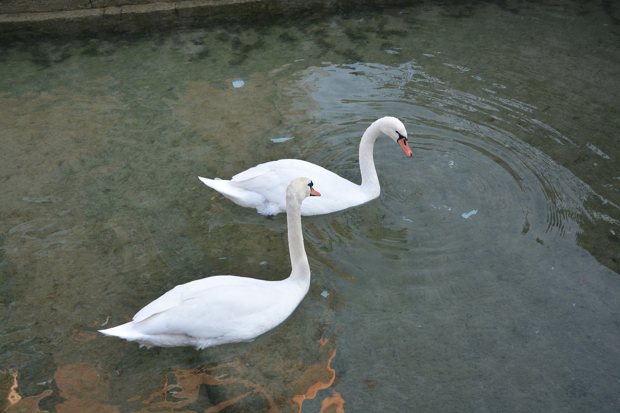 swans white majestic free photo