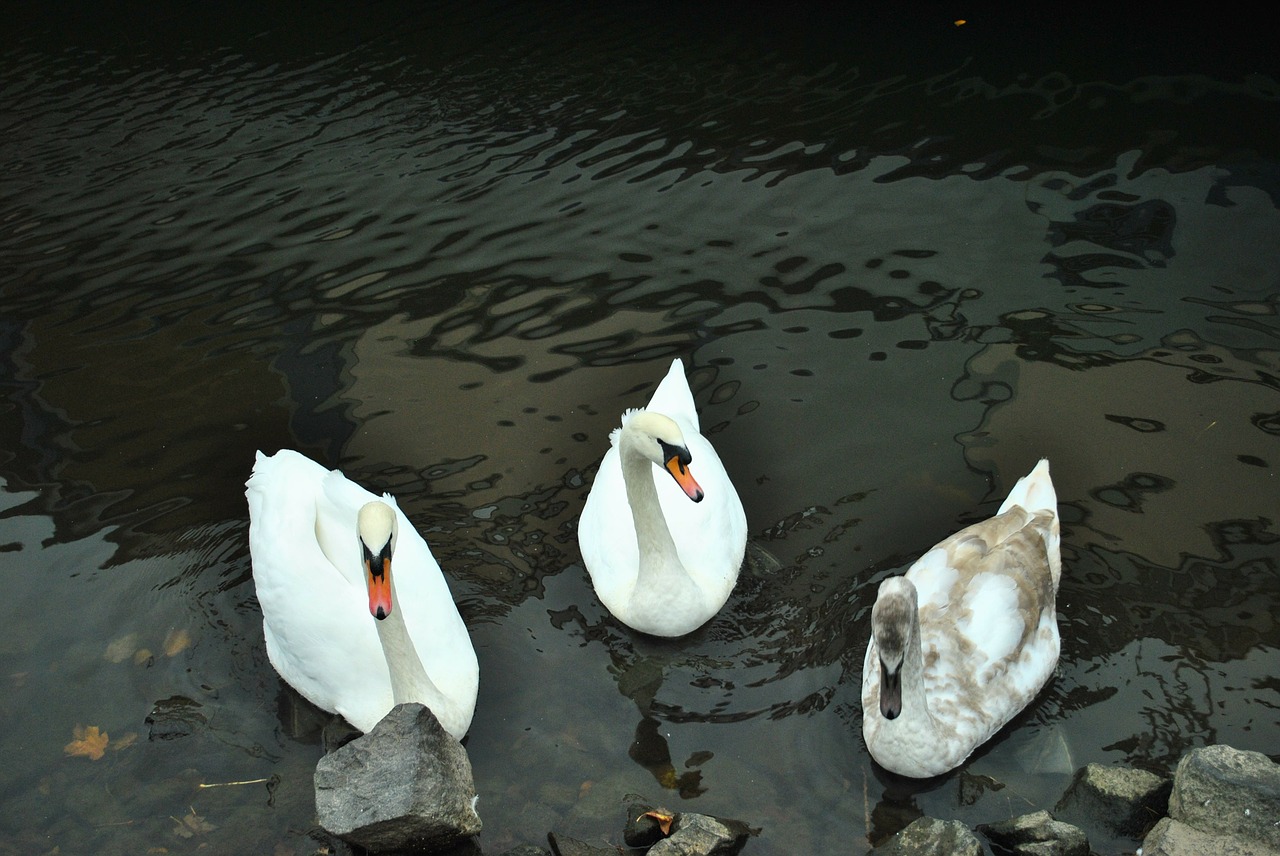 swans bird nature free photo