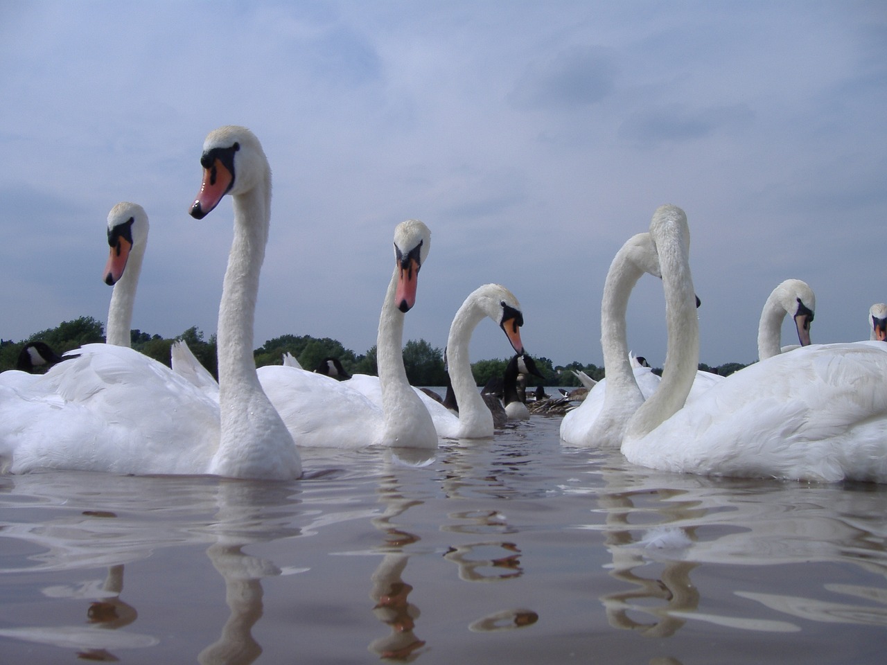 swans water nature free photo