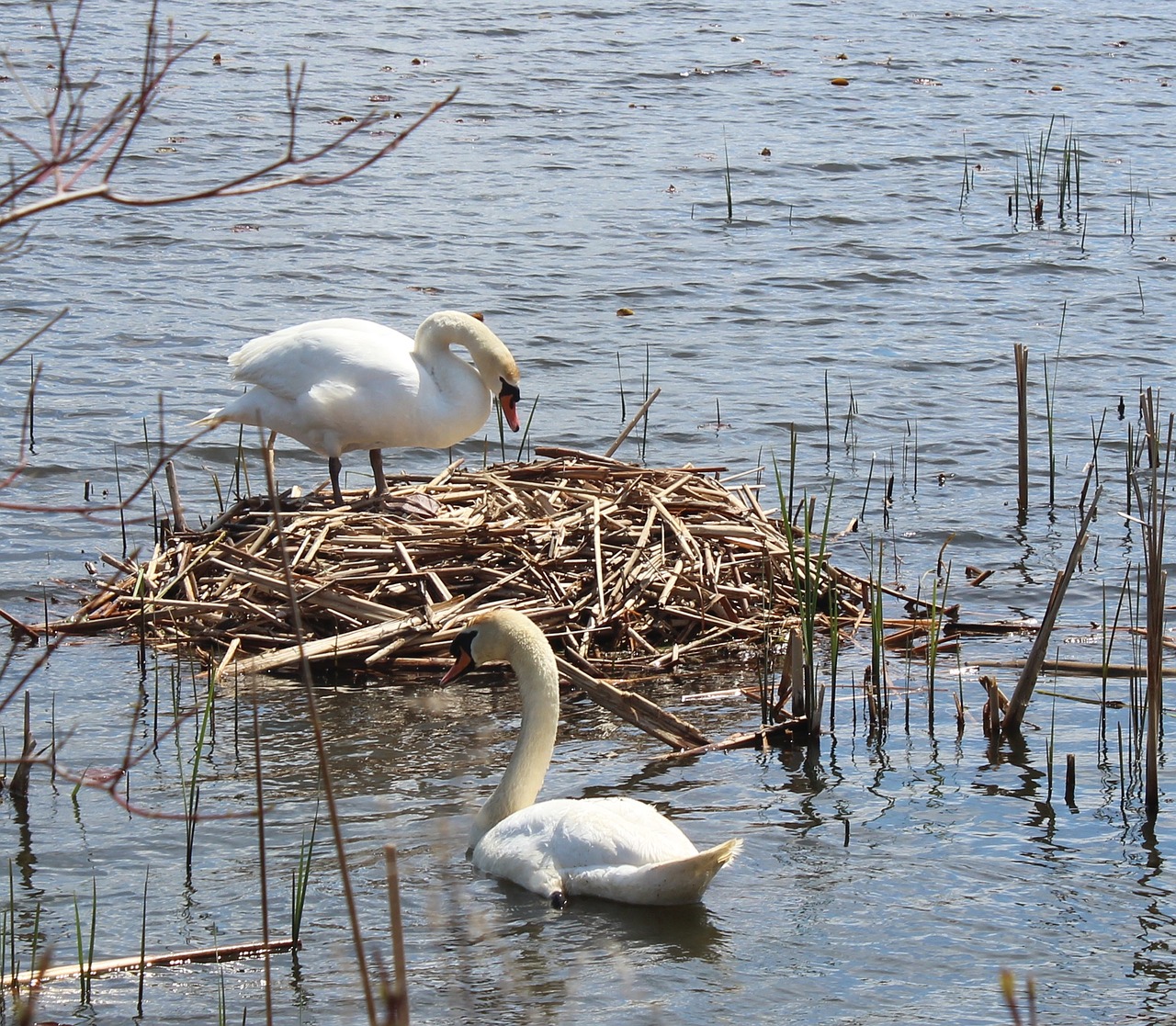 swans nest water free photo