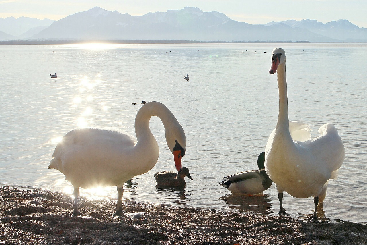 swans nature lake free photo