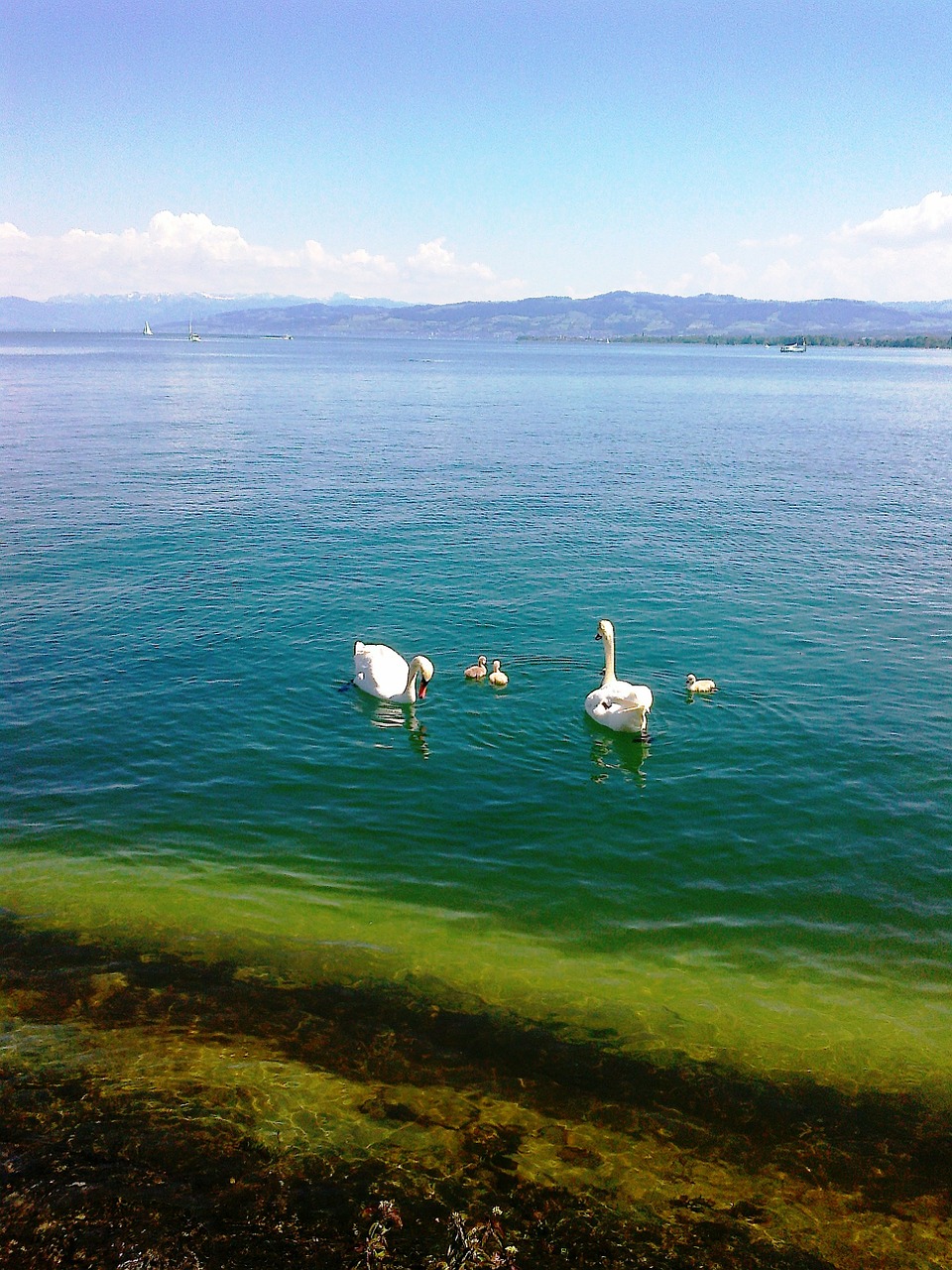 swans swan family animal free photo