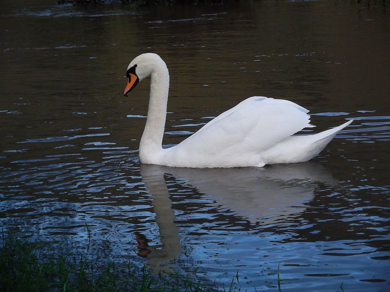 swans swan bird free photo