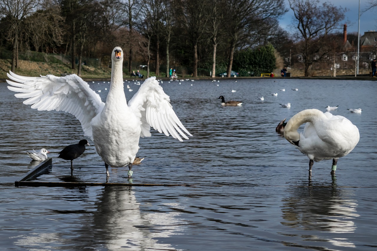 swans pond lake free photo