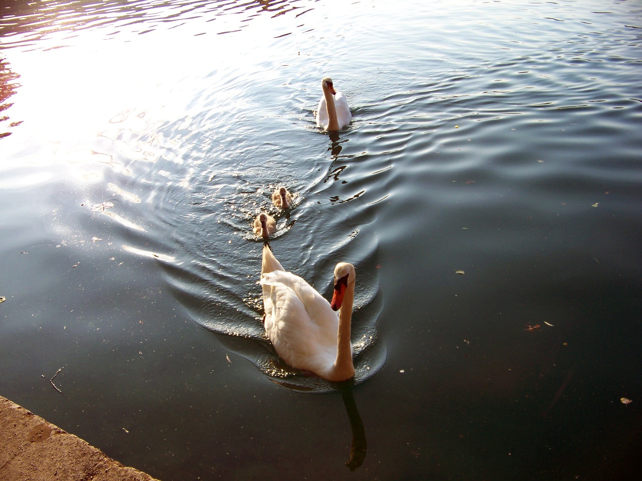 swans karawanken bled free photo