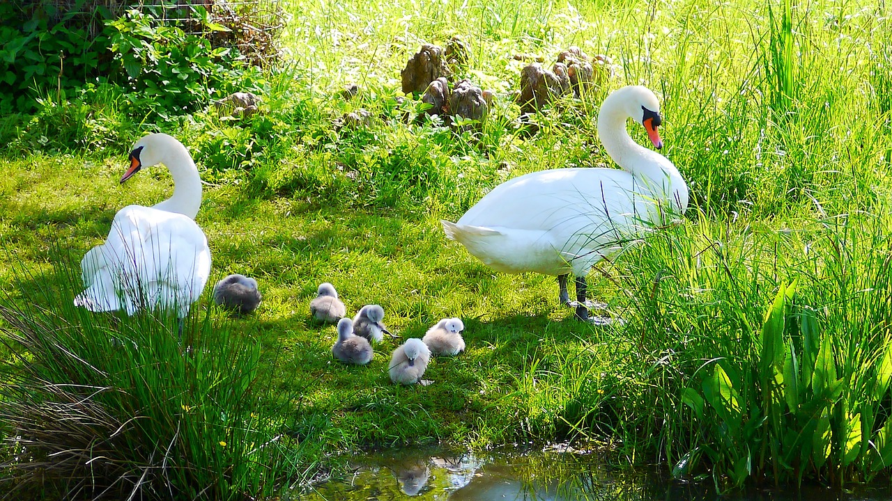 swans water bird ducks free photo