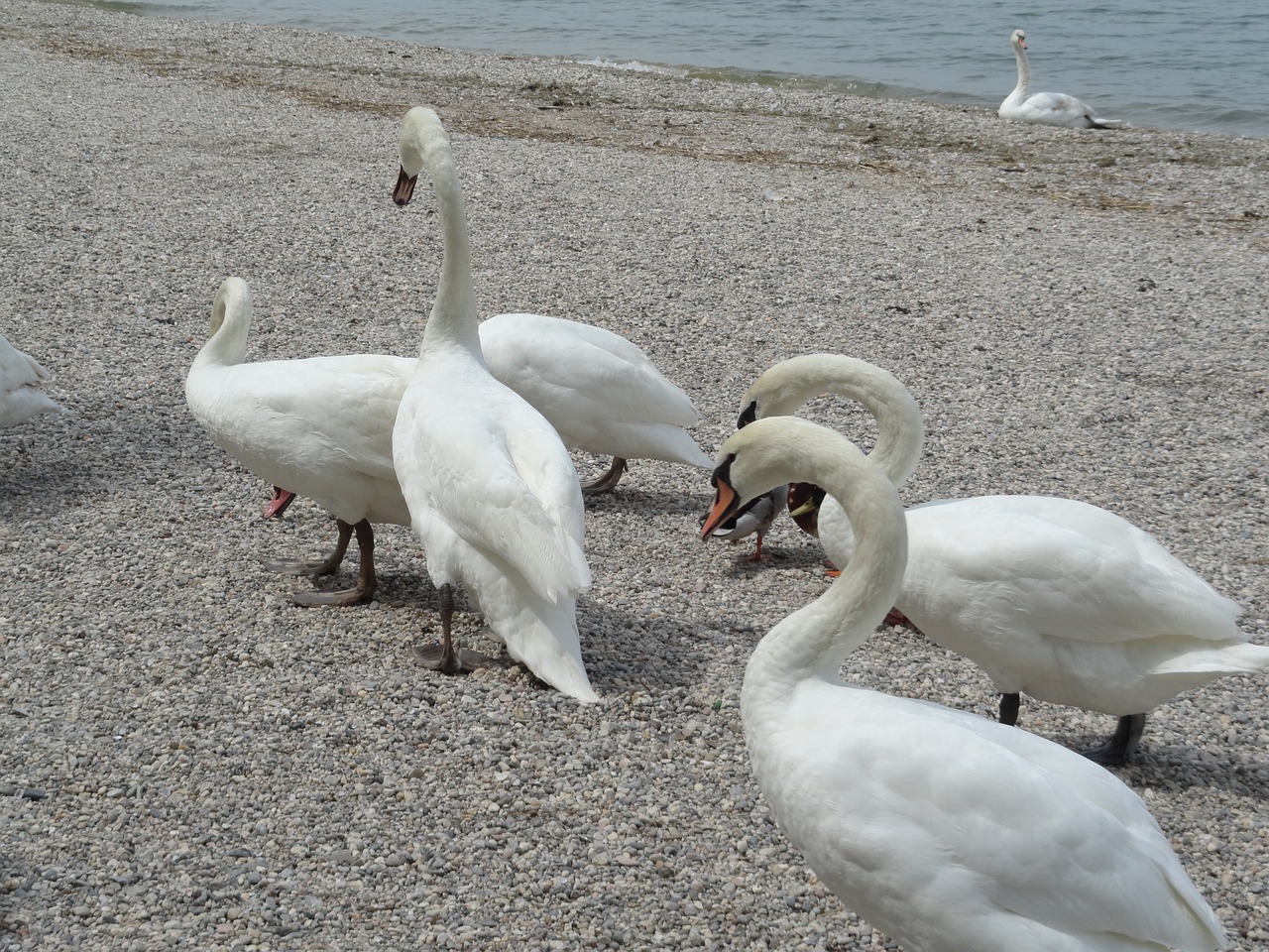 swans lake garda free photo