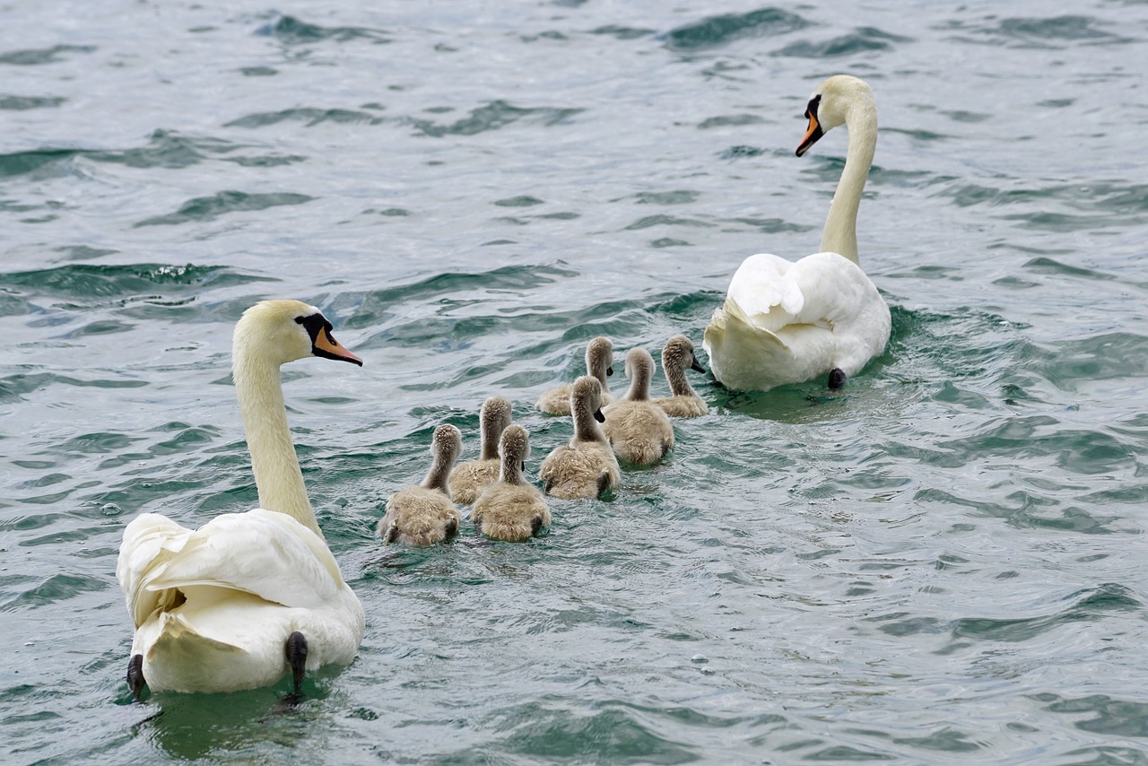 swans family swan free photo