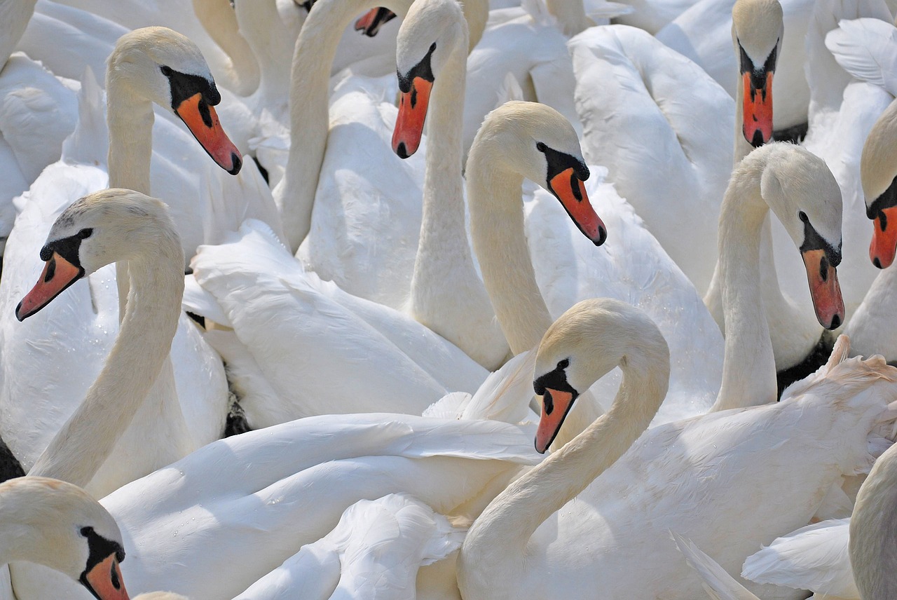 swans edinburgh arthurs free photo