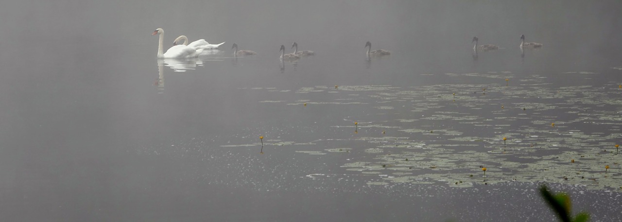 swans swan family mood free photo