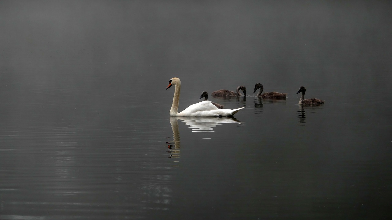 swans swan family mood free photo