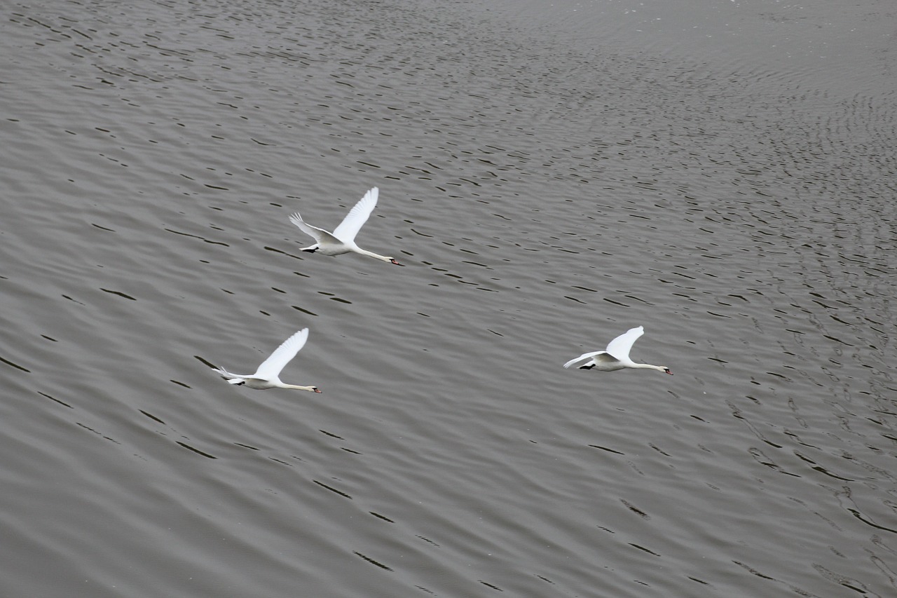 swans formation flight swan free photo