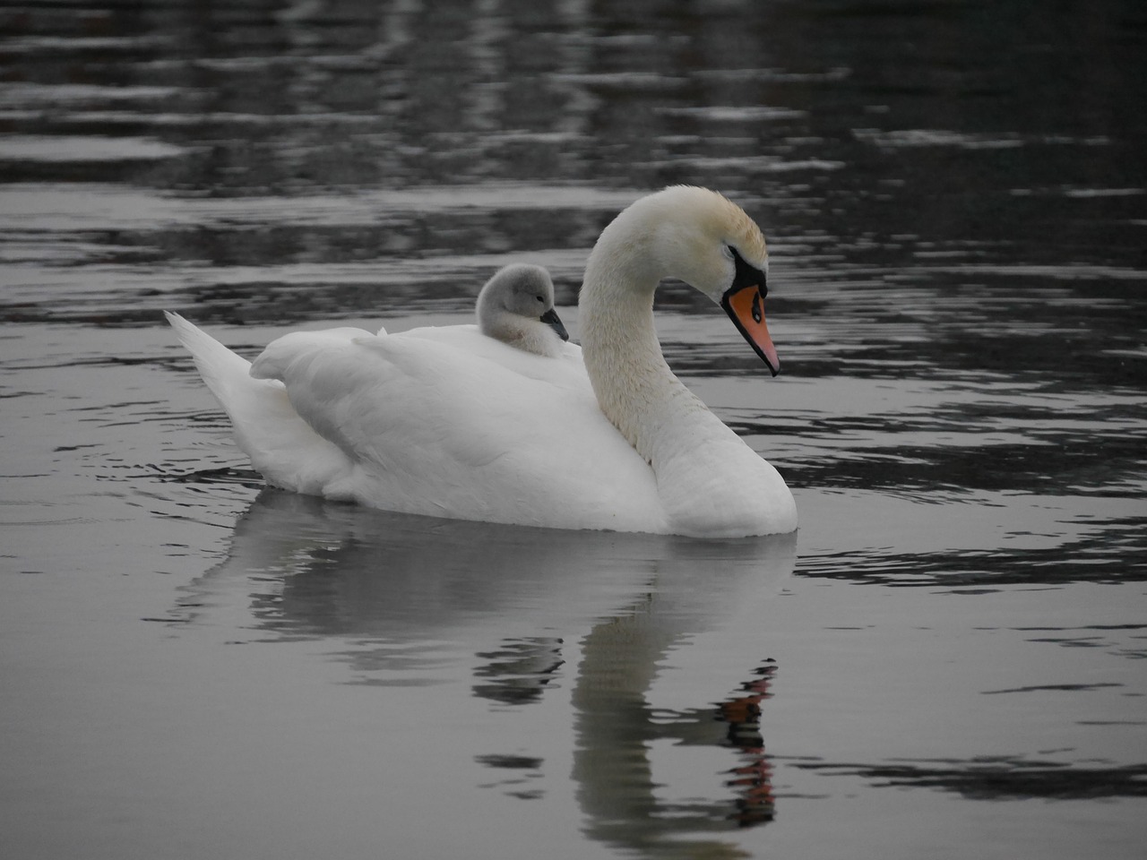 swans cignet baby swan free photo