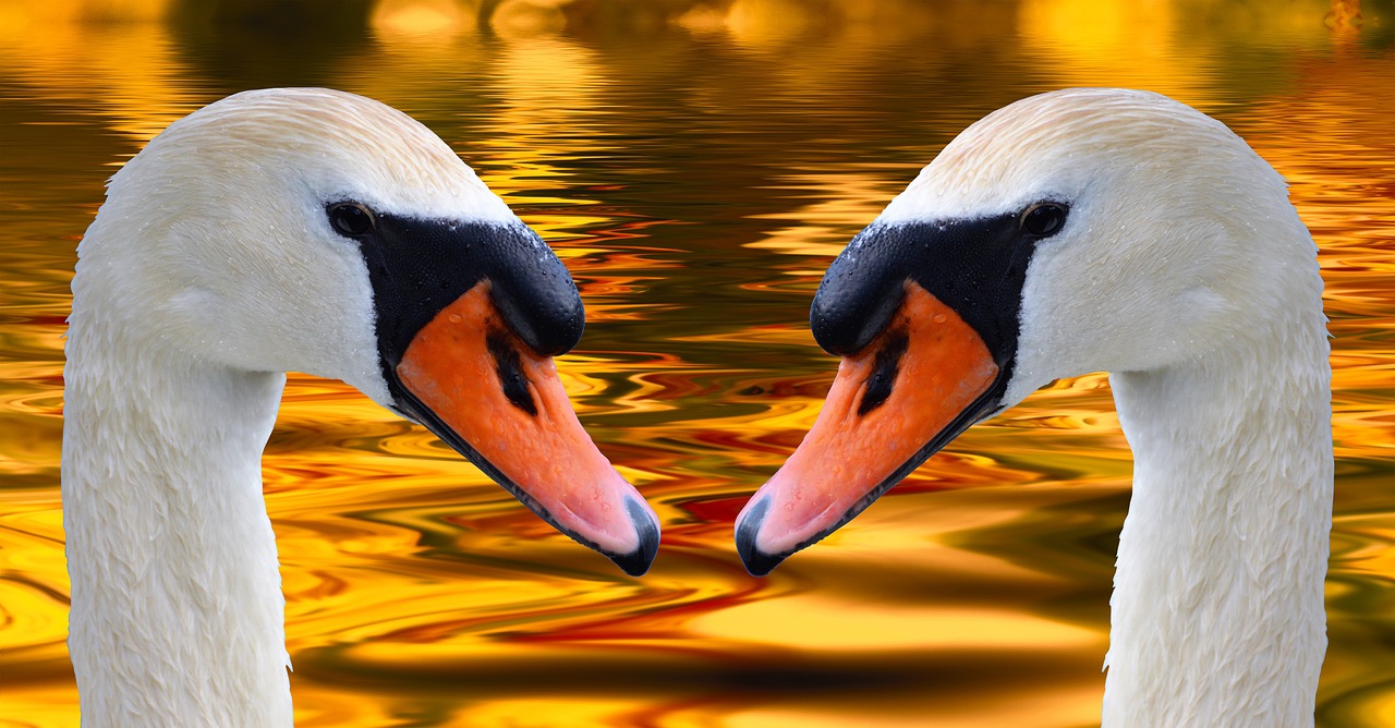 swans swan head water bird free photo