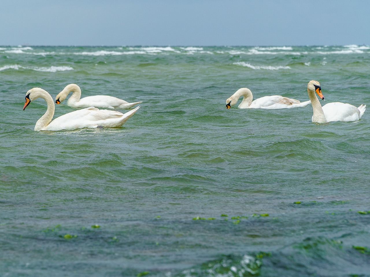 swans bird baltic sea free photo