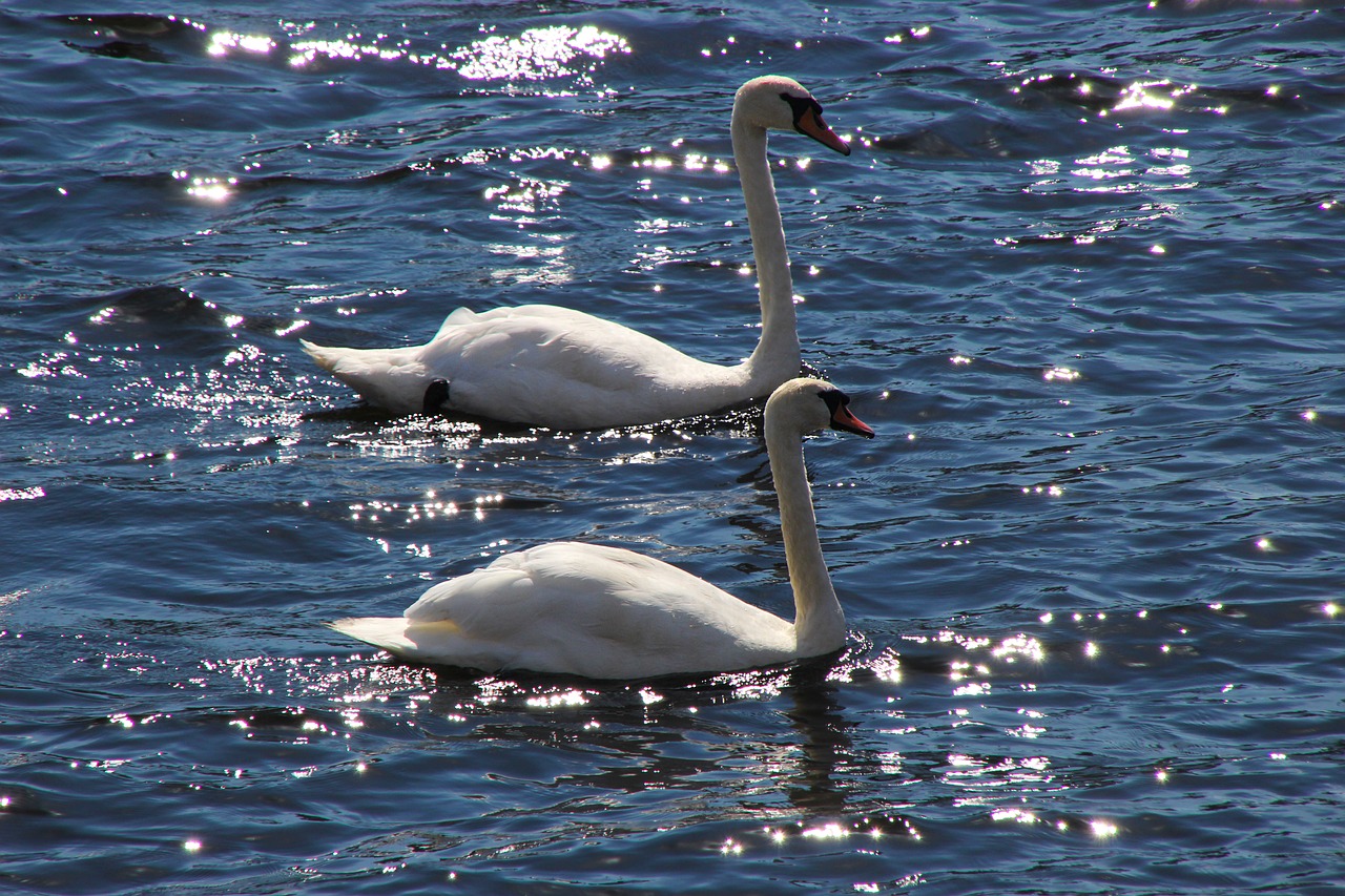 swans birds wildlife free photo