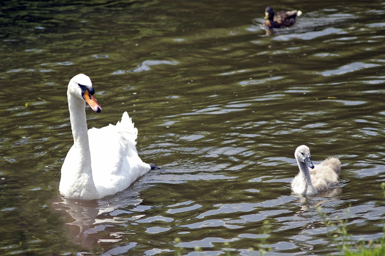 swans birds nature free photo