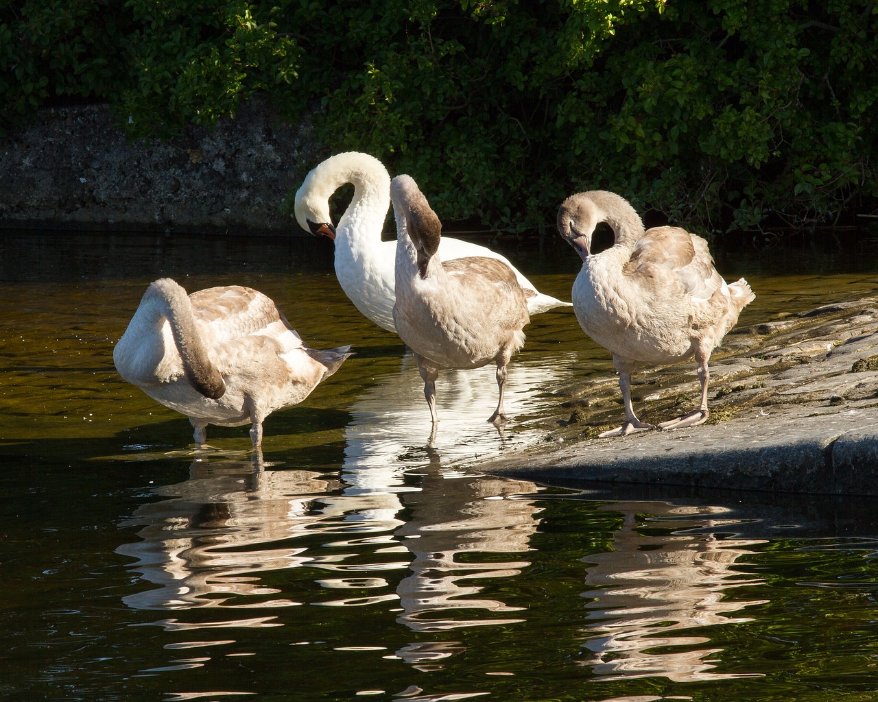 swans galway ireland free photo