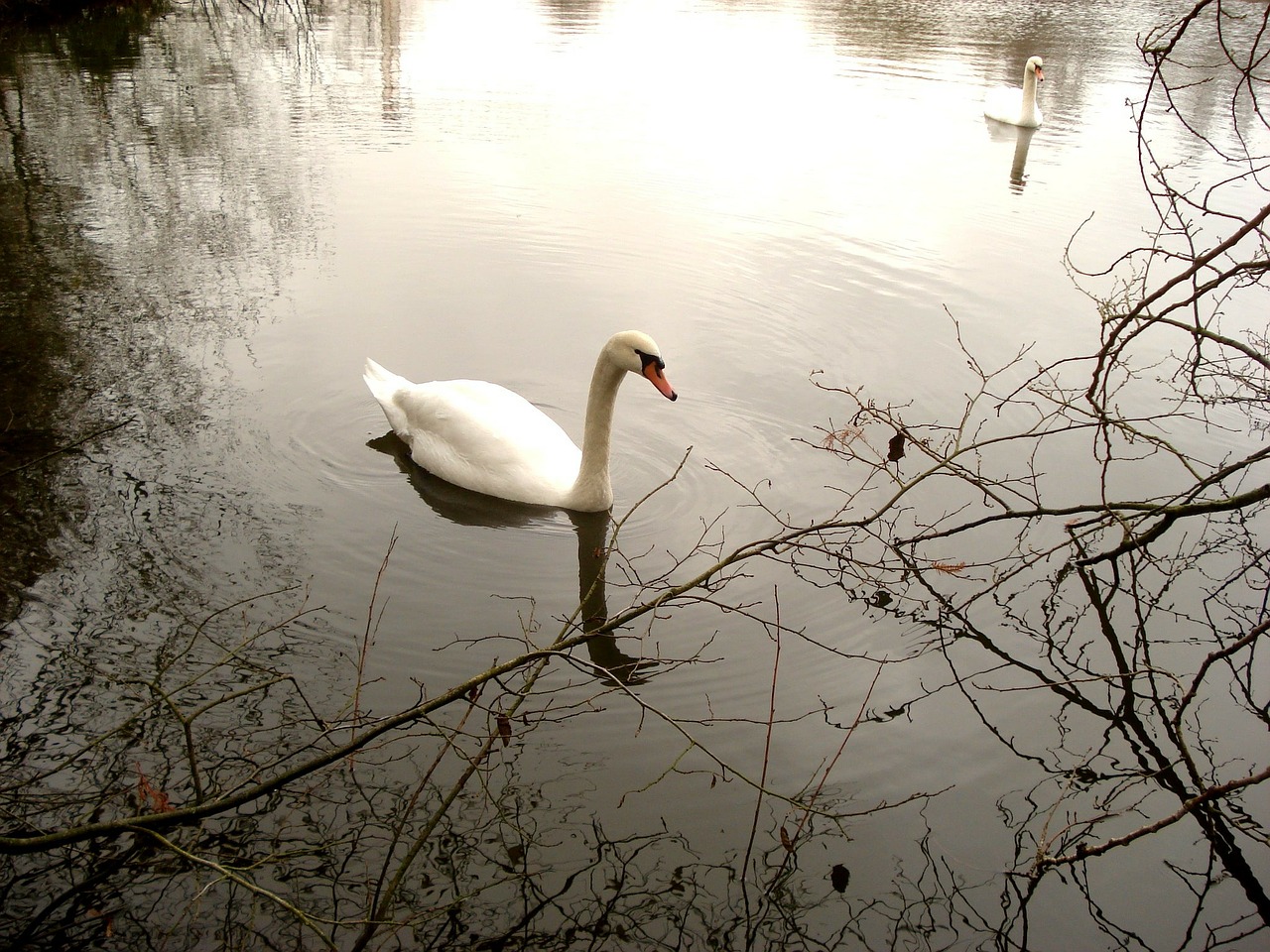 swans water nature free photo