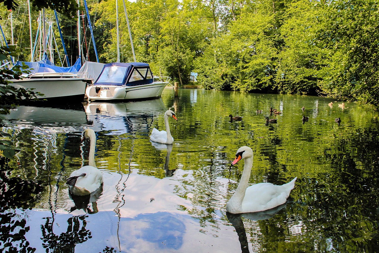 swans water animals free photo