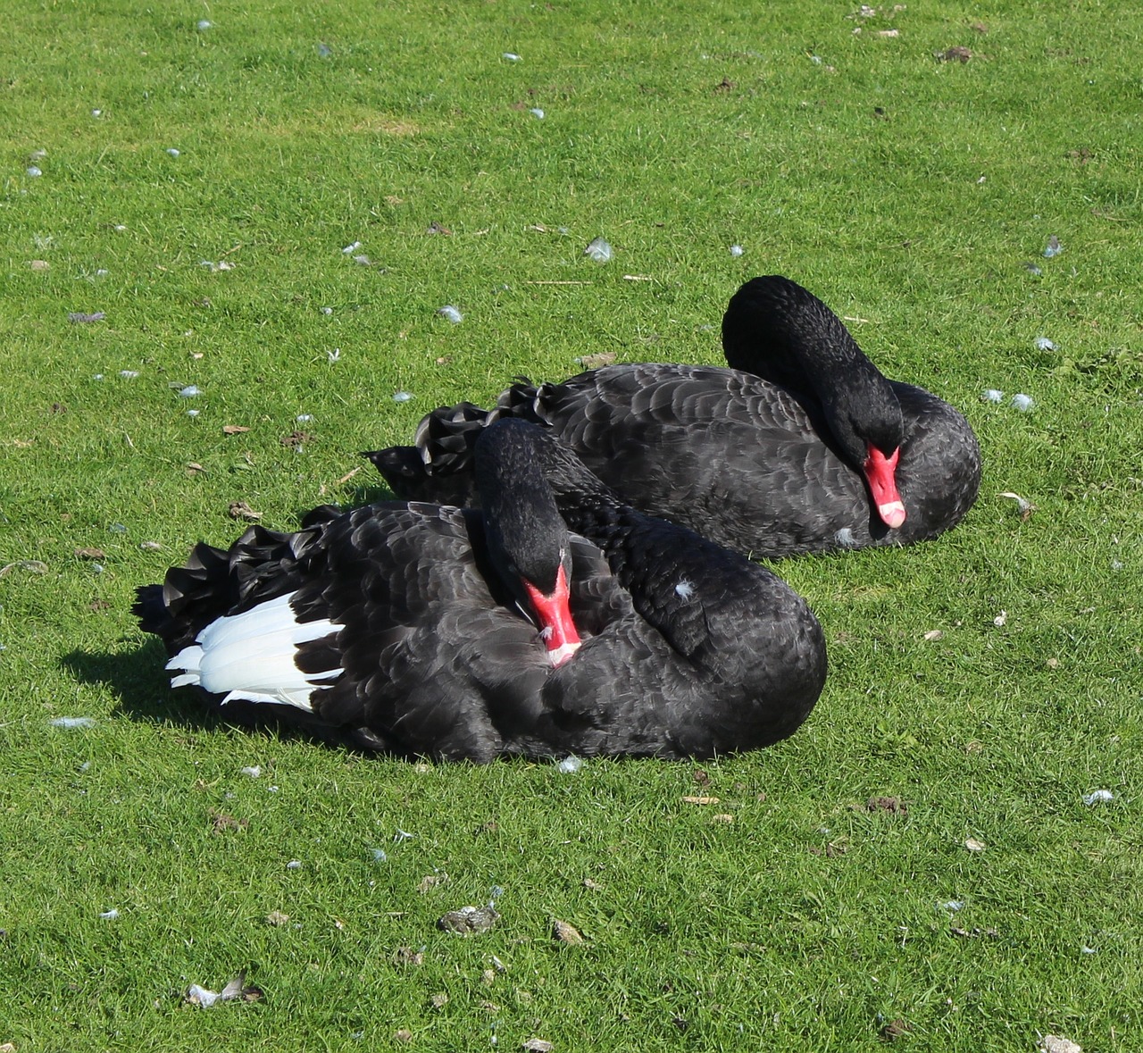 swans black resting free photo