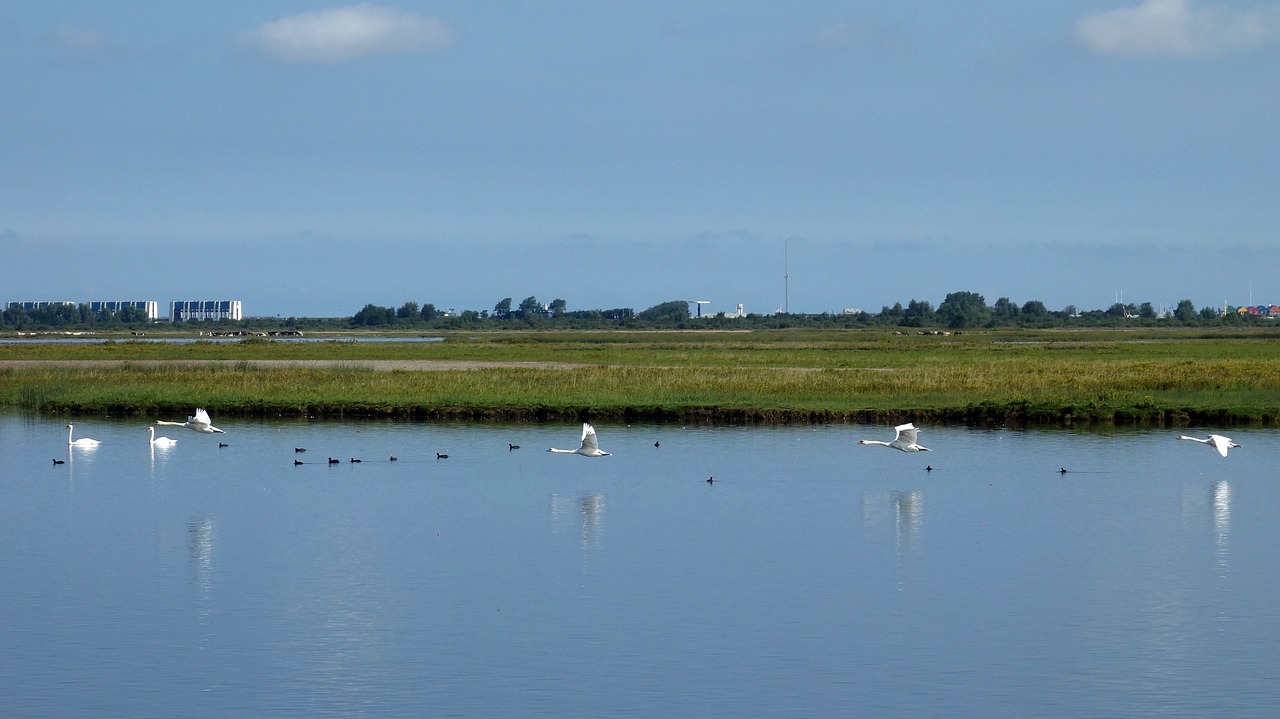 swans birds flight free photo