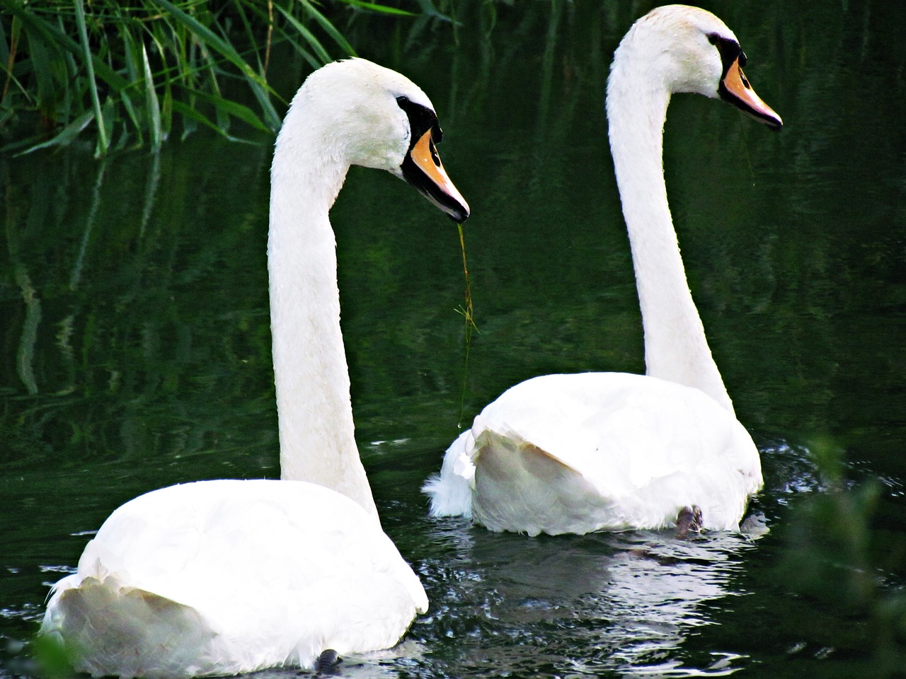 swans pond river free photo