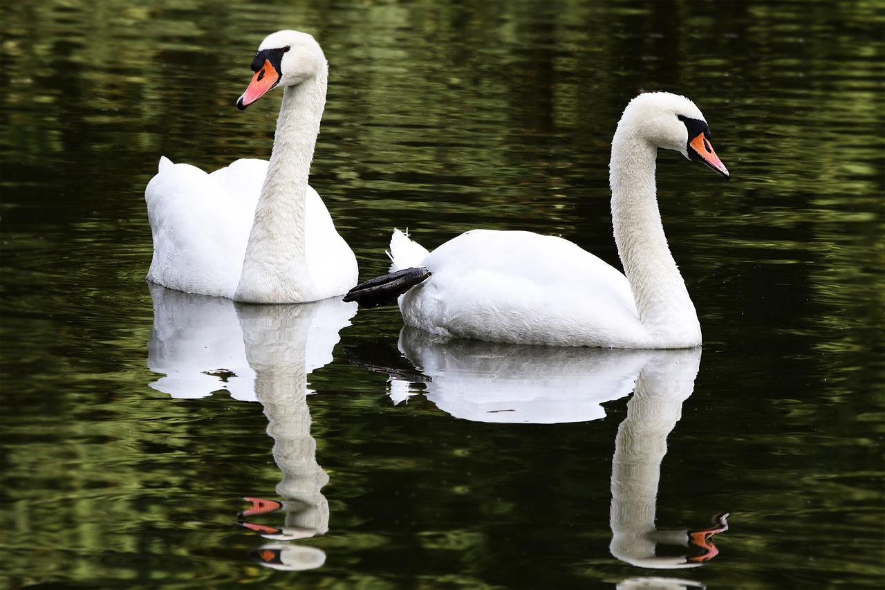 swans lovers laubach free photo