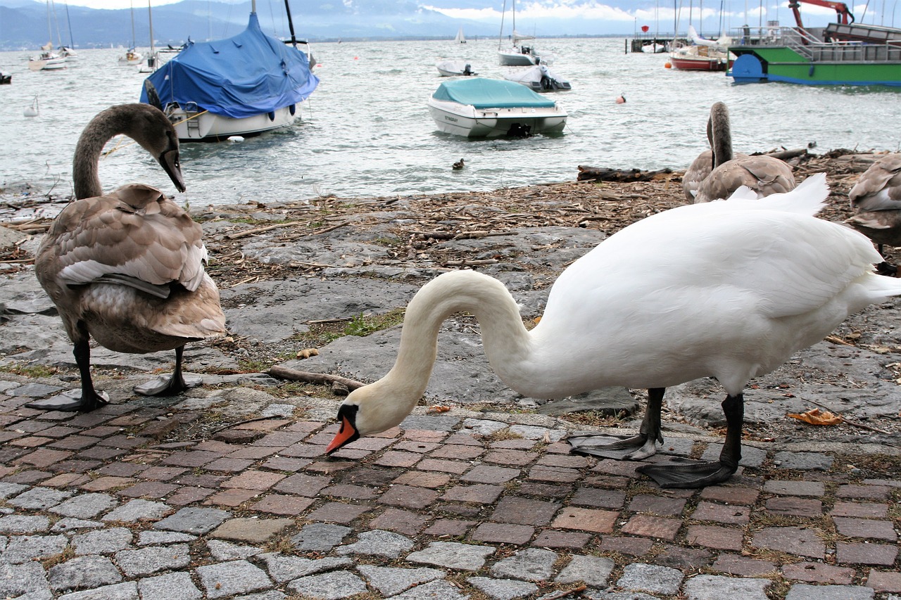 swans family cloudy free photo