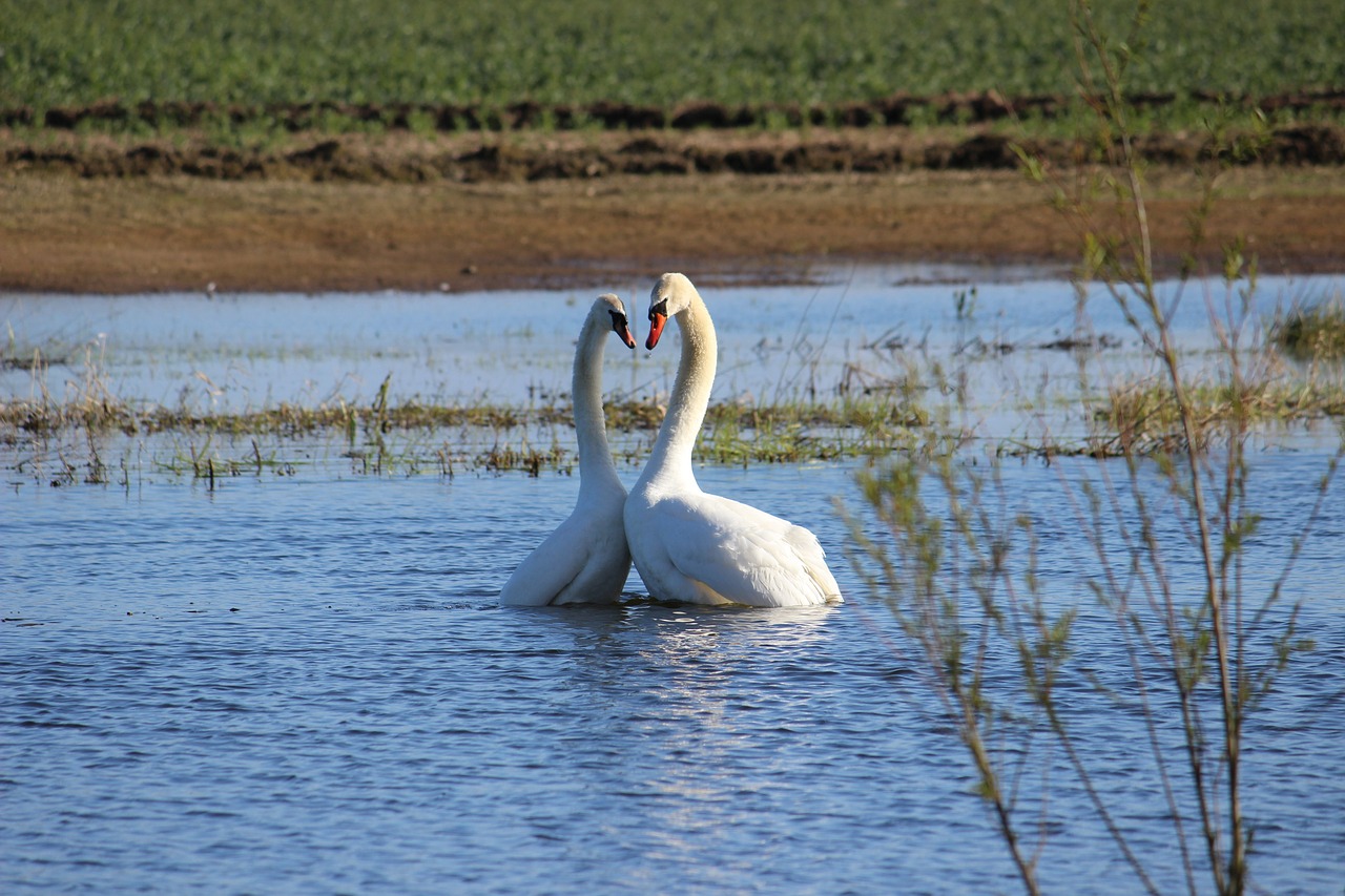 swans togetherness harmony free photo