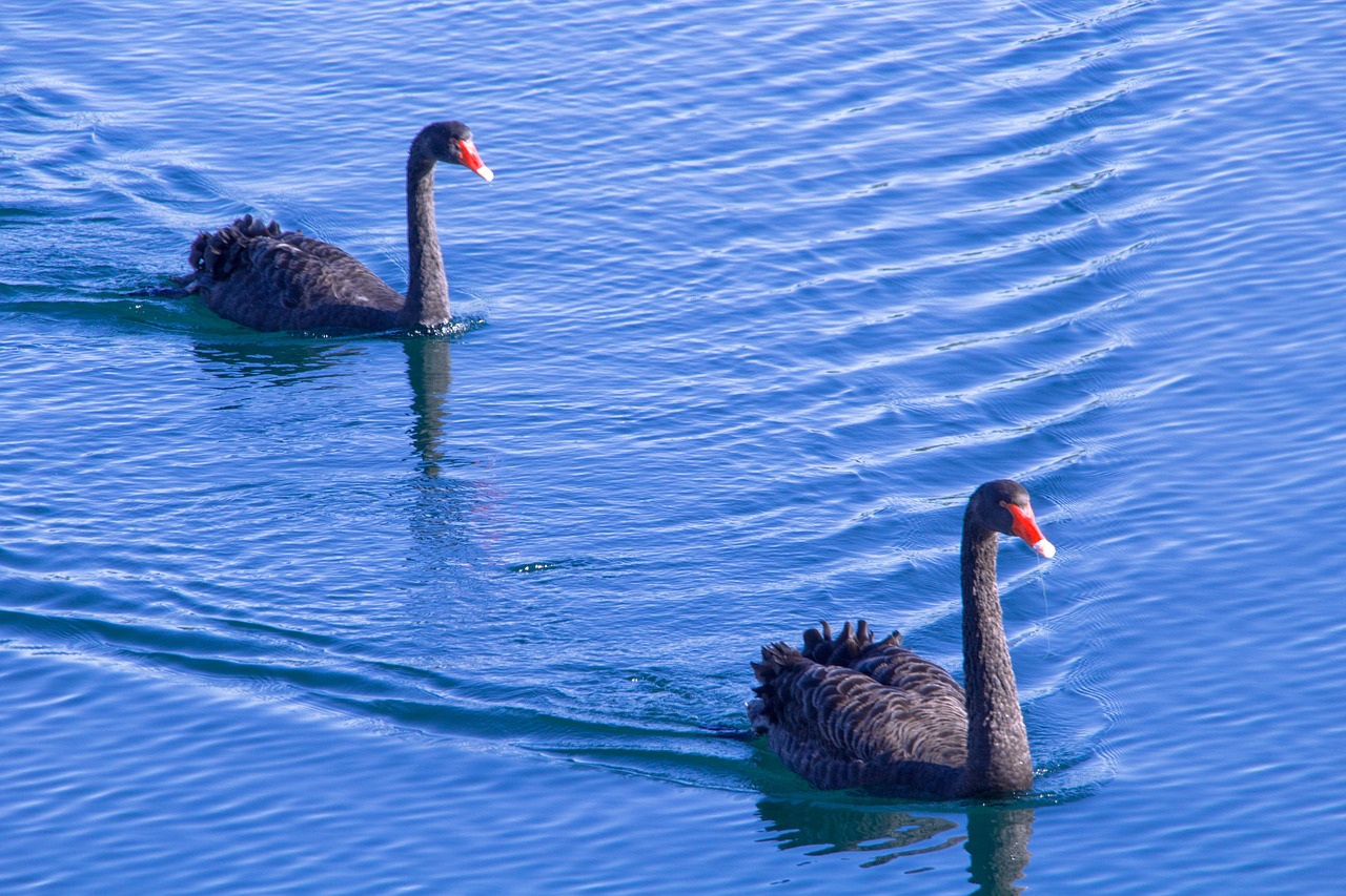 swans swan blue free photo