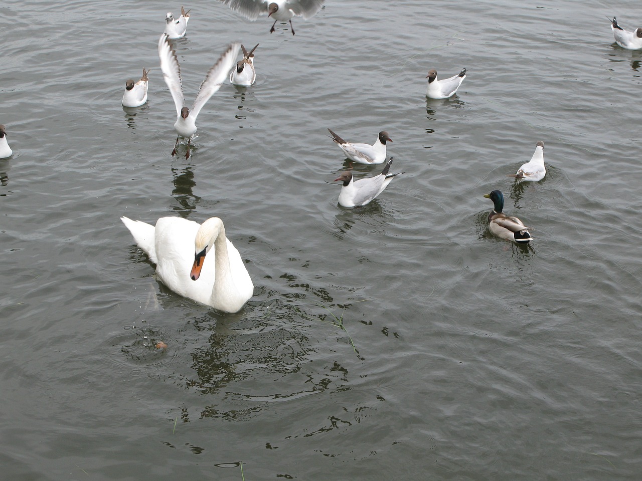 swans lake proroga free photo