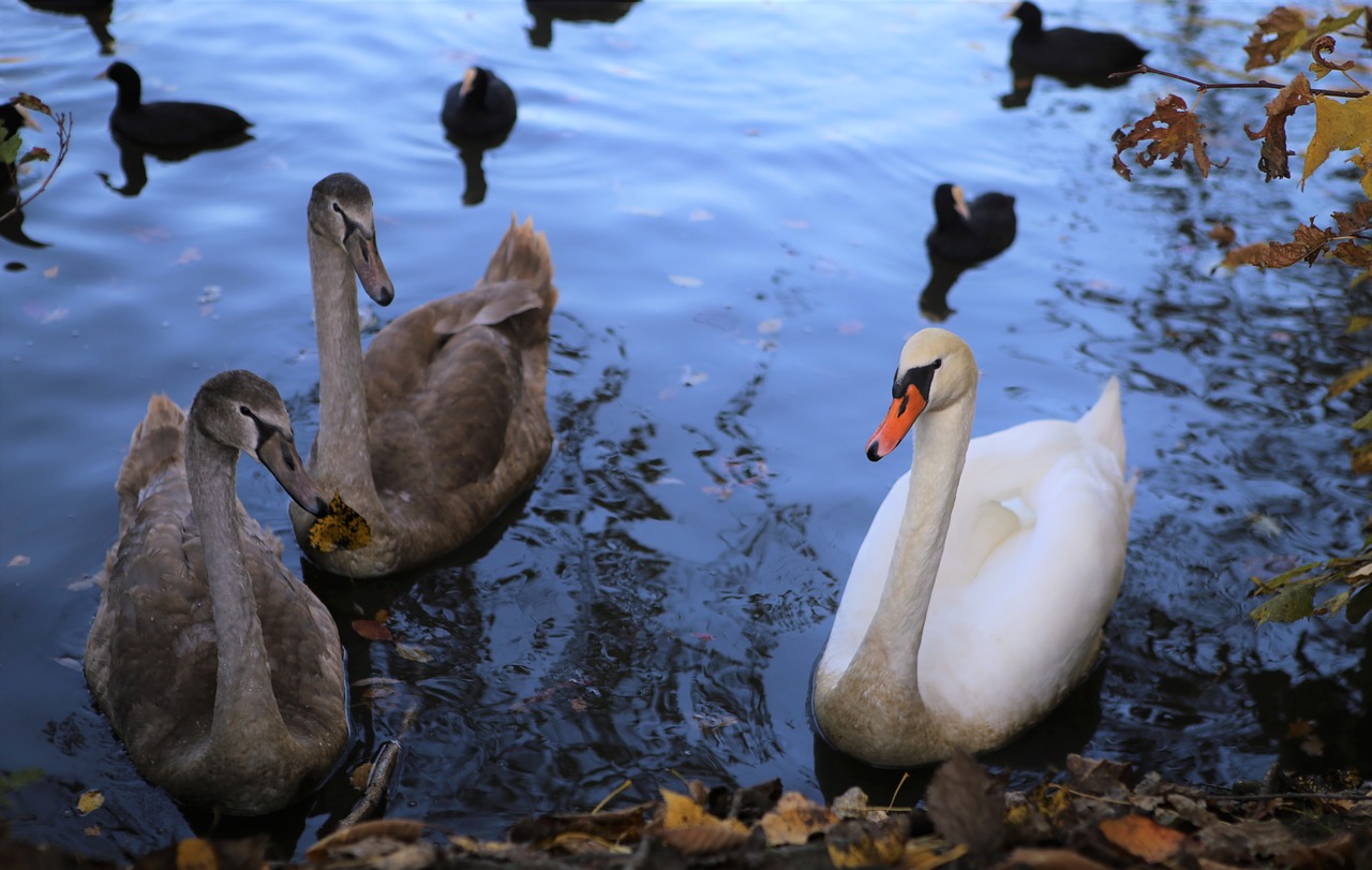 swans white swan water free photo