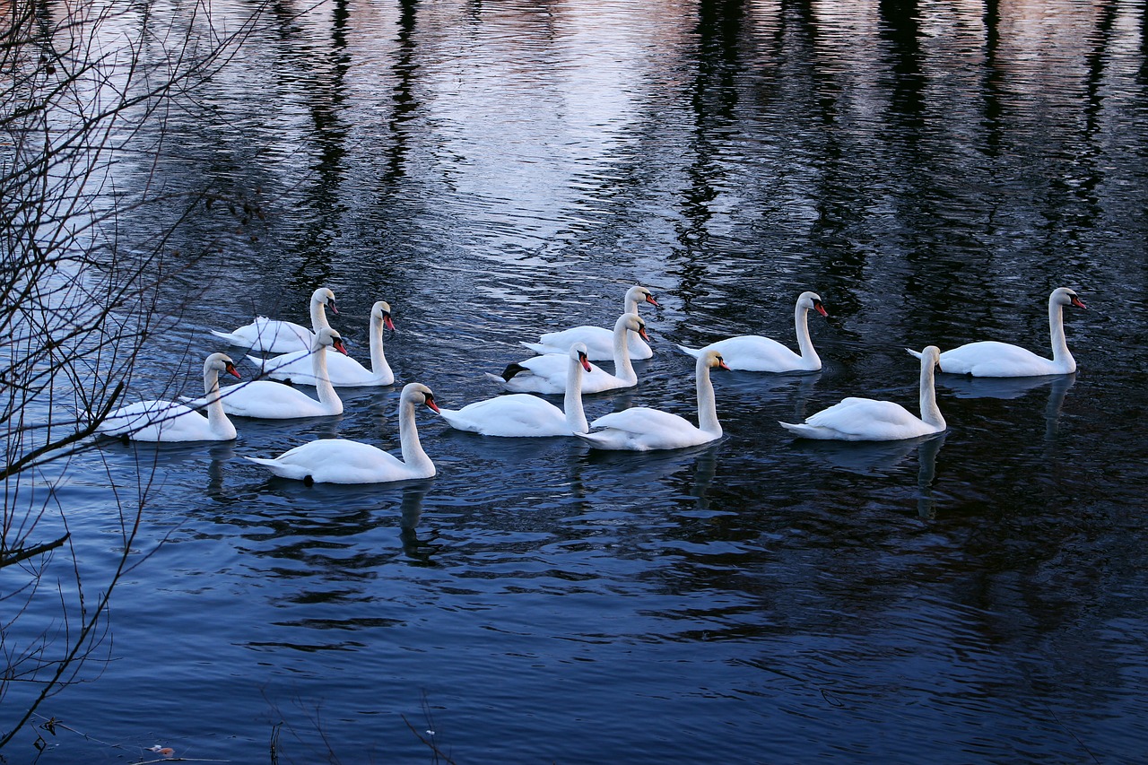 swans water river free photo