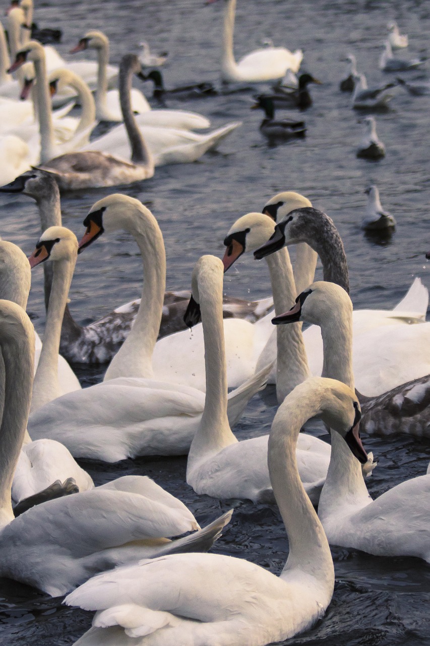 swans bird swan free photo