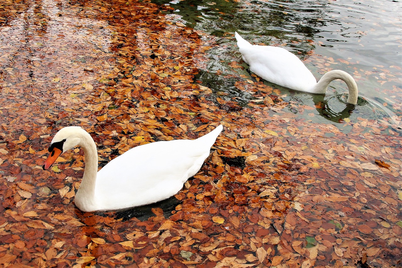 swans para romance free photo