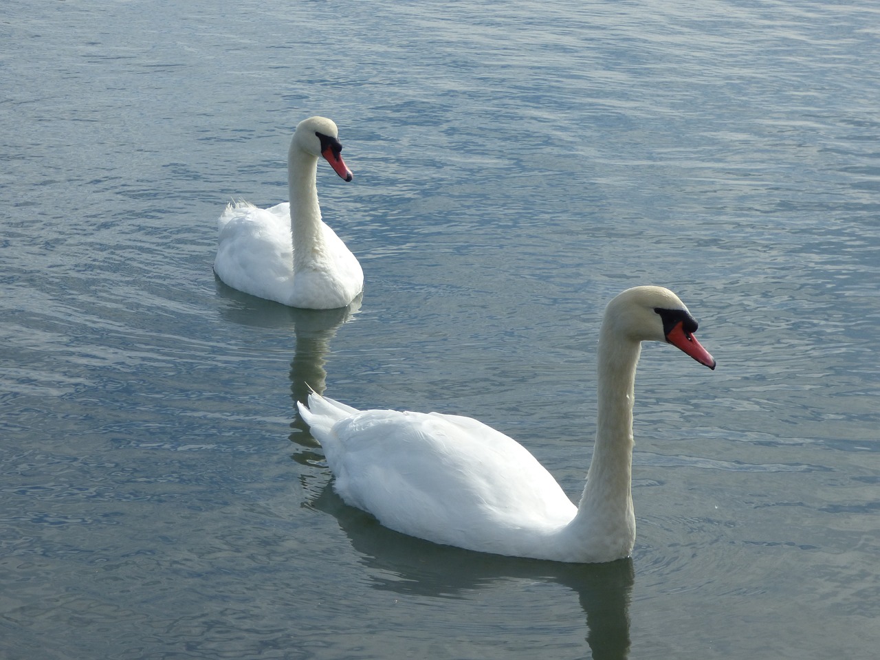 swans lake birds free photo