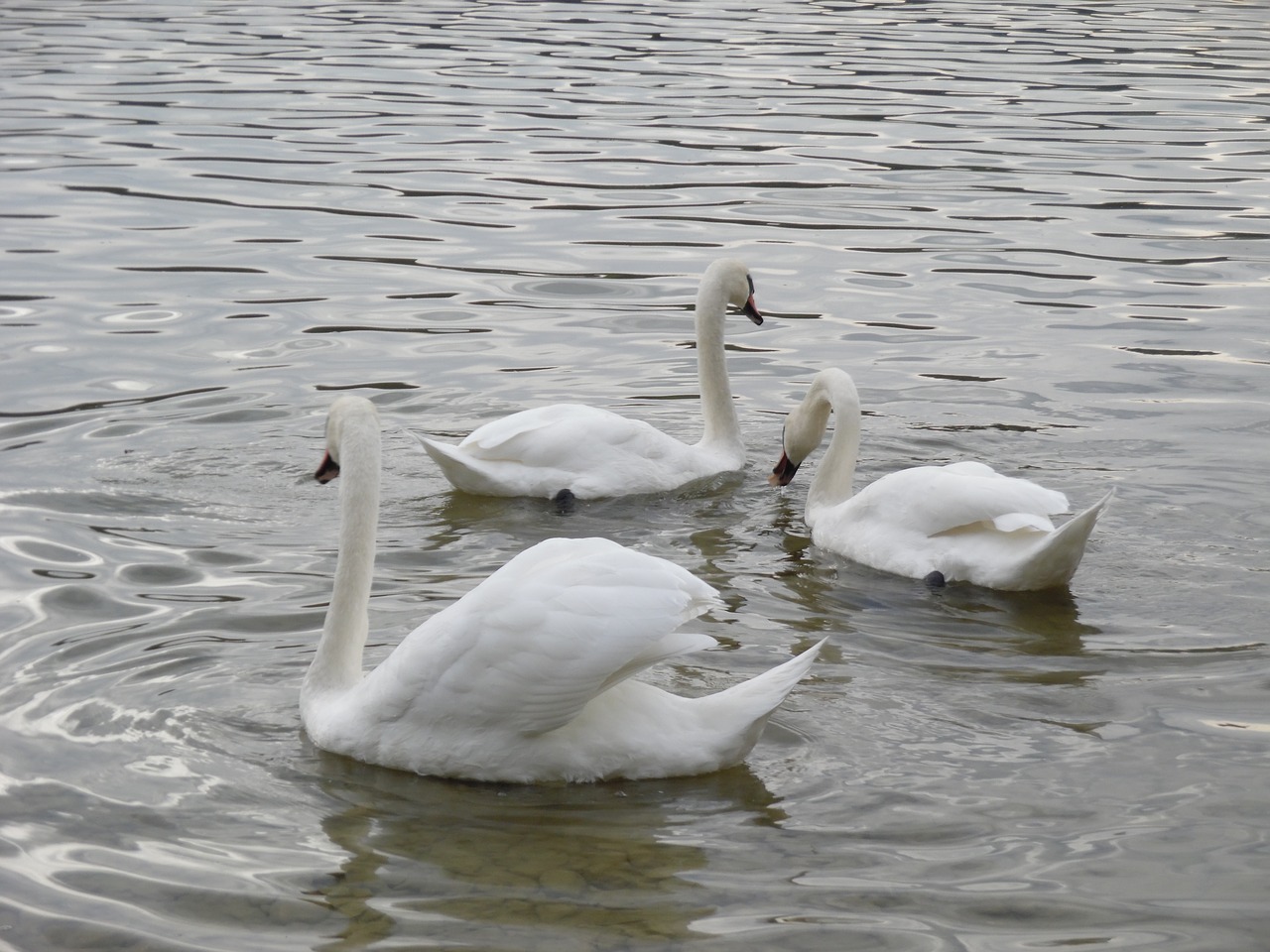 swans swim lake free photo