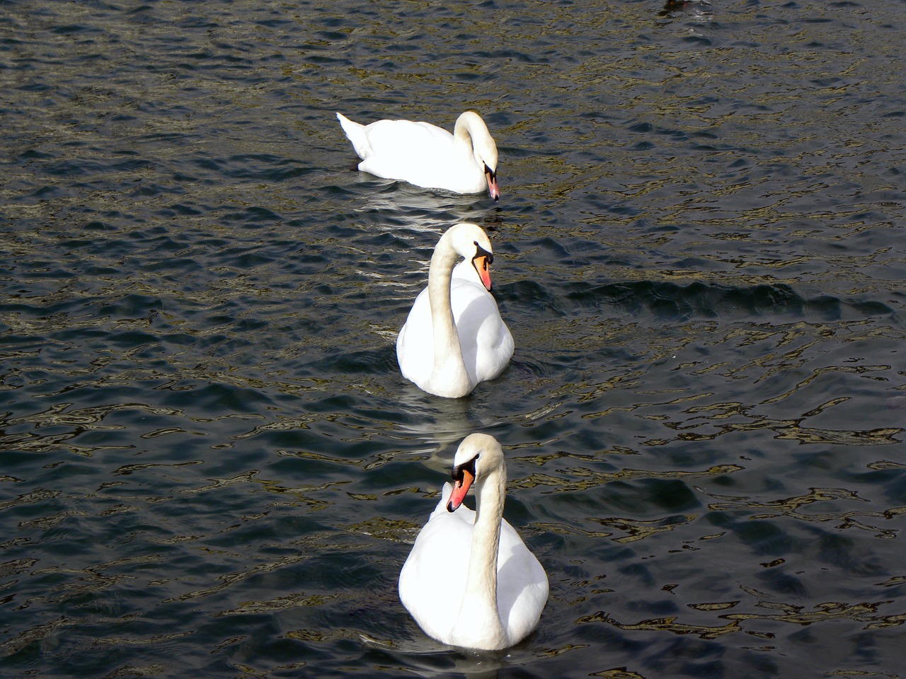 swans lake water free photo