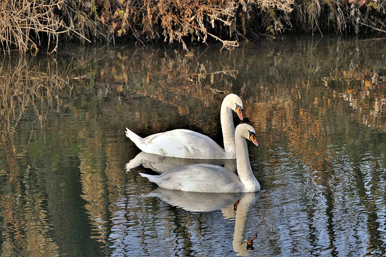 swans water white swan free photo